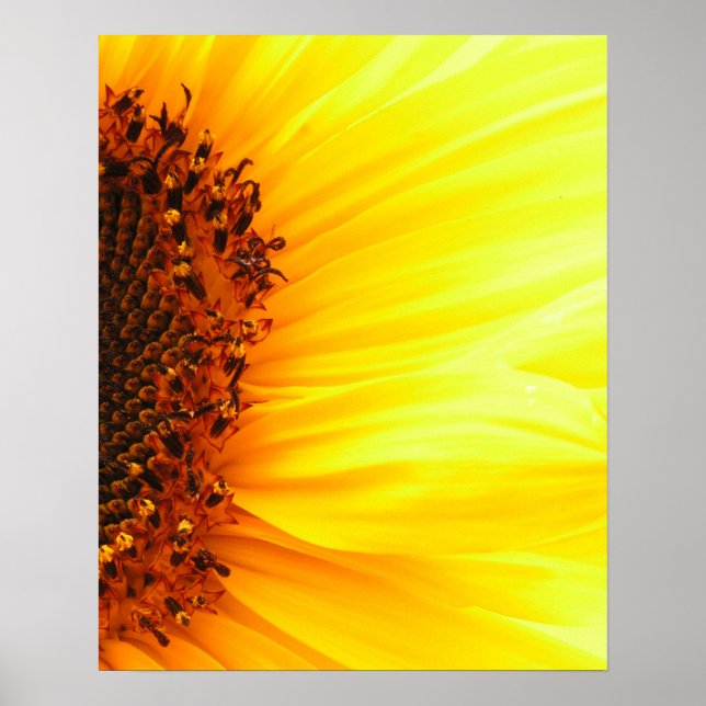 Poster Tournesol (Devant)