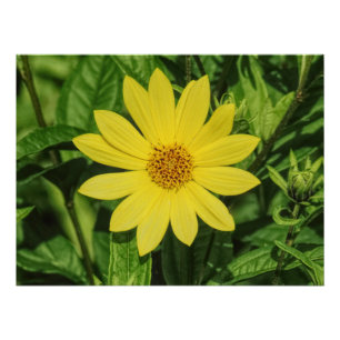 Poster Tournesol de Helianthus 'Lemon Queen'