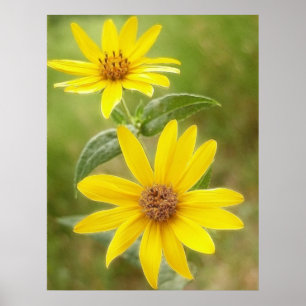 Poster Tournesol des Prairies - Helianthus maximilianii