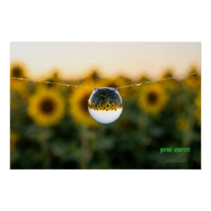 Poster Tournesol doré reflété dans une goutte de rosée ma