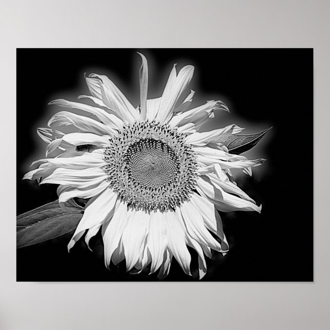 Poster Tournesol En Noir Et Blanc (Devant)