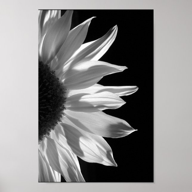 Poster Tournesol en noir et blanc (Devant)