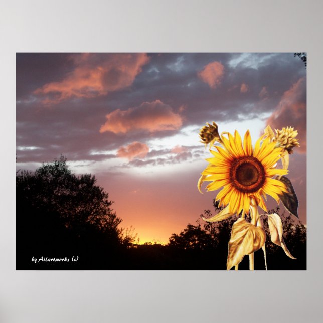POSTER TOURNESOL ET COUCHER DE SOLEIL D'ÉTÉ ROSE (Devant)