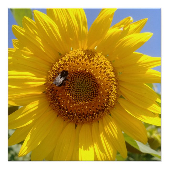 Poster Tournesol jaune (Devant)