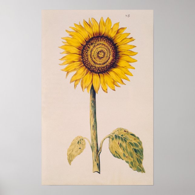 Poster Tournesol ou Helianthus (Devant)