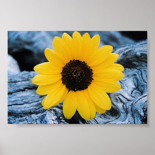 Poster Tournesol sur le journal brûlé (Devant)