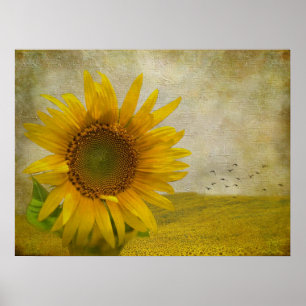 Poster Tournesol unique sur le pâturage de tournesol