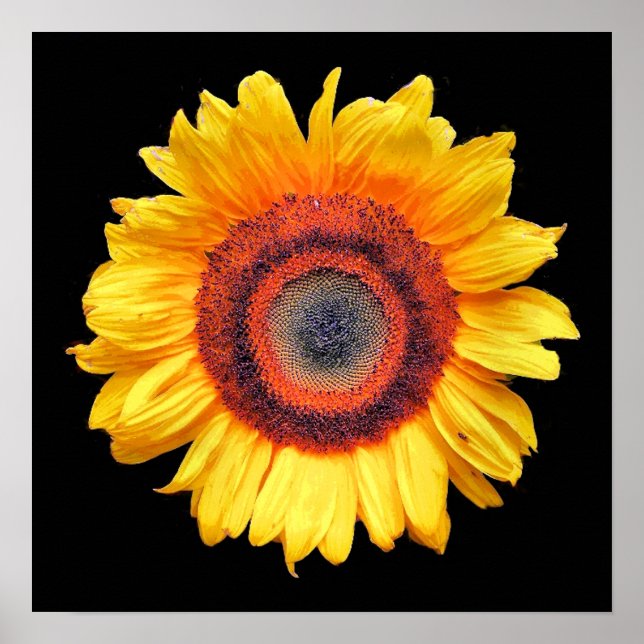 POSTER TOURNESOLS (Devant)