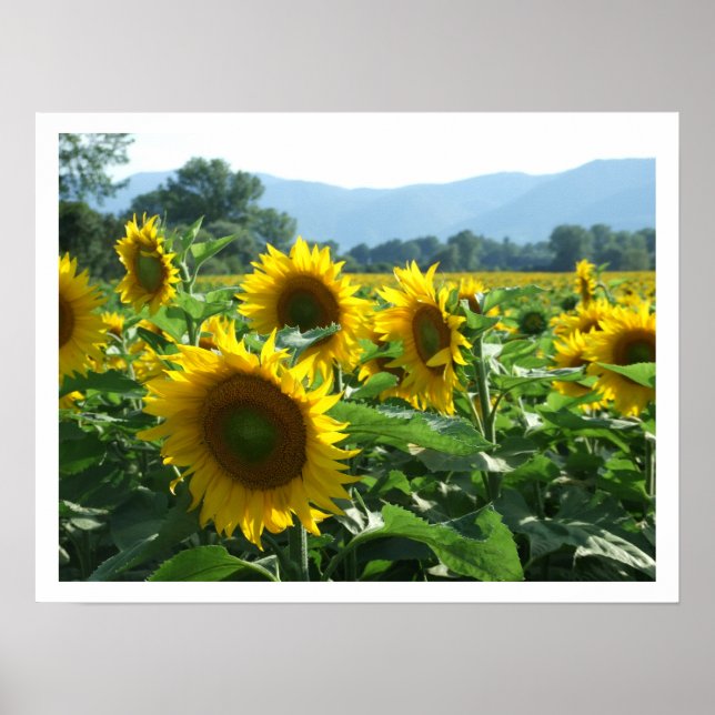Poster Tournesols et montagnes (Devant)