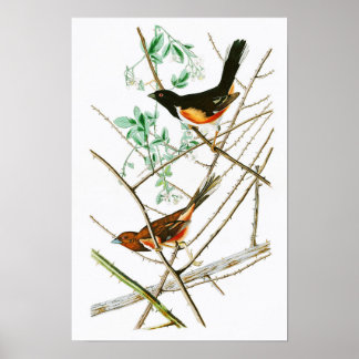 Poster Towhw Bunting John James Audubon Oiseaux d'Amériqu