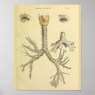 Poster Trachea Airway Bronchi Yeux Anatomie Art Imprimer
