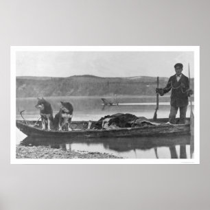 Poster Trappeur avec des peaux et des chiens Alaska 1906
