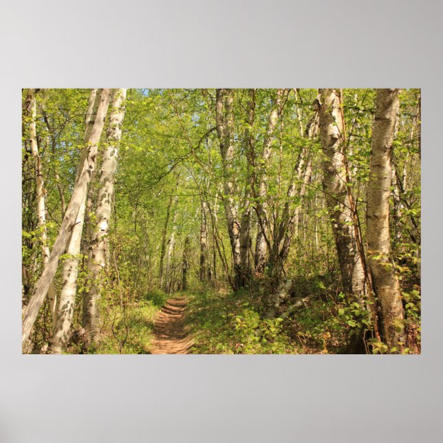 Poster Traverser les bouleaux (Devant)