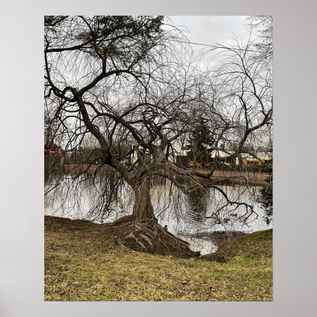 Poster Tree by Pond (Devant)