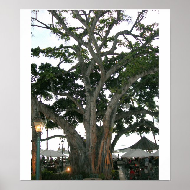 Poster Tree Honolulu, plage de Hawaii Waikiki (Devant)