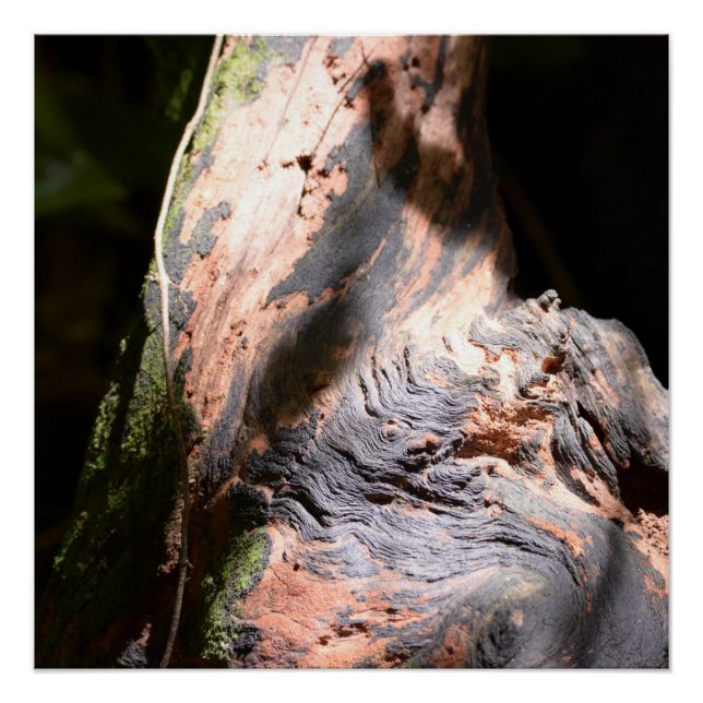 Poster Tree Trunk Nature Bark Art Photographie de plein a (Devant)