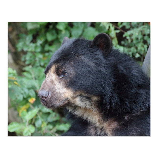 Poster Tremarctos ornatus (Devant)