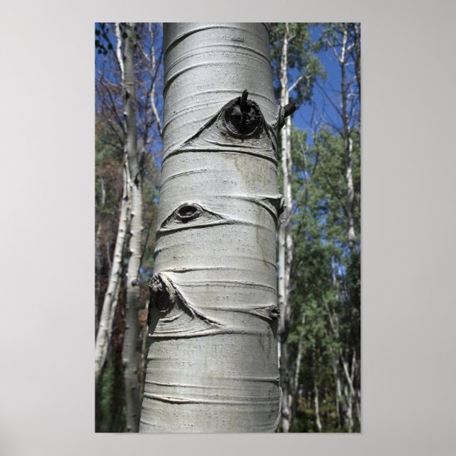 Poster Tremble d'Aspen du Colorado ridé (Devant)