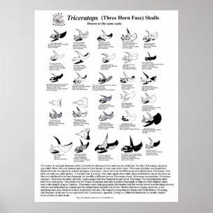 Poster Tricératops crânes