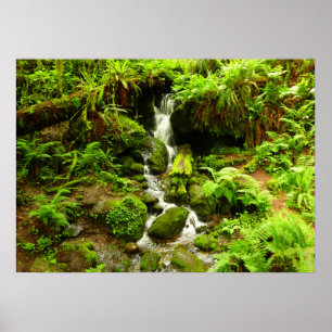 Poster Trillium Falls à Redwood National Park