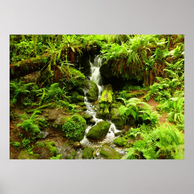 Poster Trillium Falls à Redwood National Park (Devant)