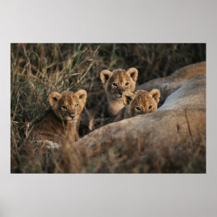 Poster Trio de bébés lions âgés de six semaines assis