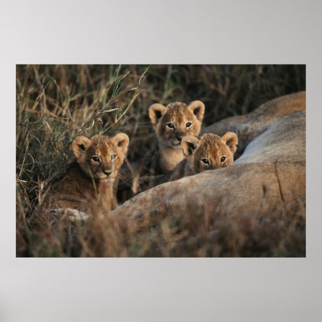 Poster Trio de bébés lions âgés de six semaines assis (Devant)
