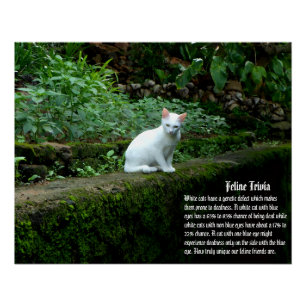 Poster Trivia de chat blanc
