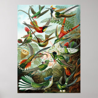 Poster Trochilidae Hummingbirds, Ernst Haeckel