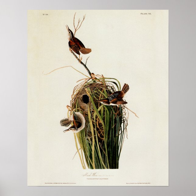 Poster Troglodyte des marais d'Audubon (Devant)