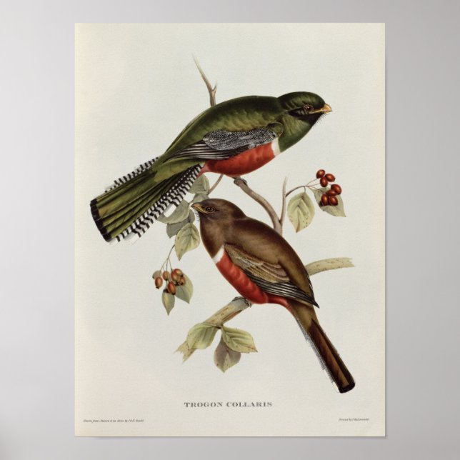 Poster Trogon Collaris (Devant)