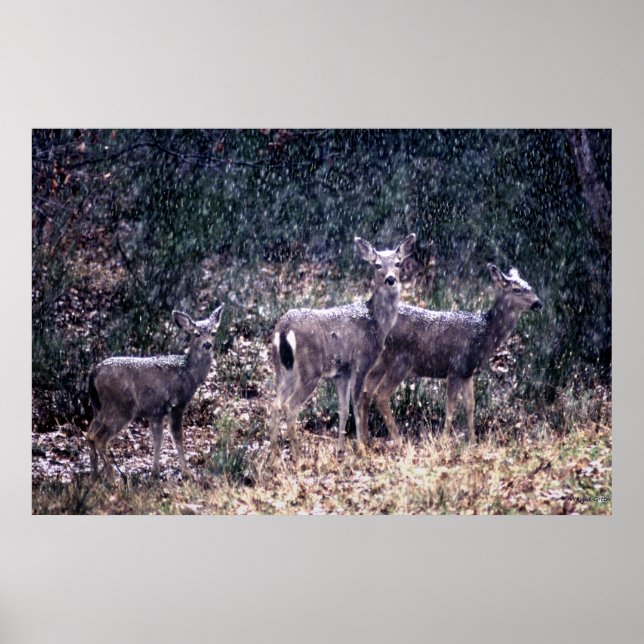Poster Trois Cerfs en Neige - Sierra Nevadas (Devant)