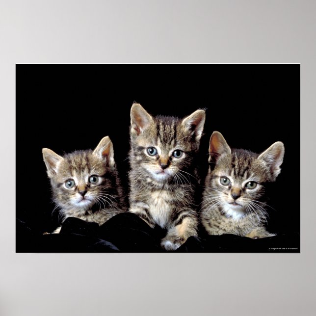 Poster Trois chatons de Junglewalk.com (Devant)