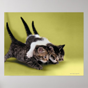 Poster Trois chatons se serrant dans leurs bras