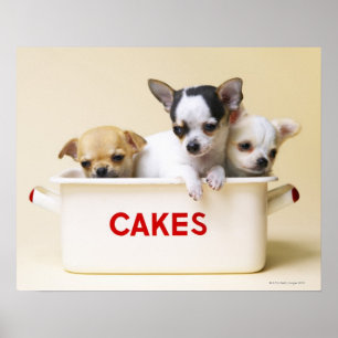 Poster Trois chihuahua chippies en boîte à gâteau