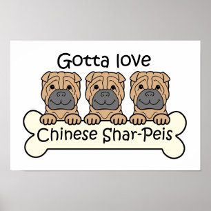 Poster Trois Chinois Shar-Peis
