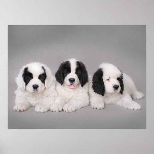 Poster Trois chiots Landseer (Devant)