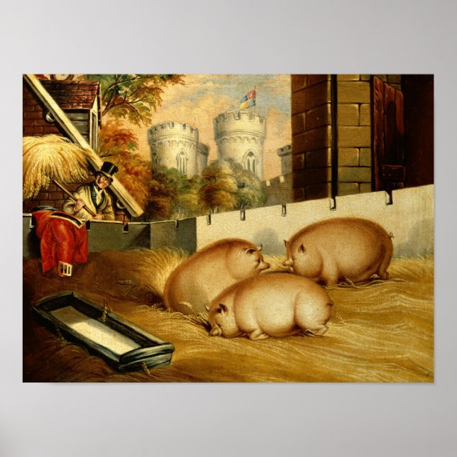 Poster Trois cochons avec Château dans l'Arrière - plan (Devant)