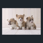 Poster Trois Corgi gallois<br><div class="desc">Trois corgi pembroke soudés assis au sol | MIXA | AssetID : 88665471</div>