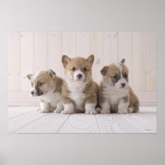 Poster Trois Corgi gallois