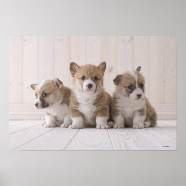 Poster Trois Corgi gallois (Devant)