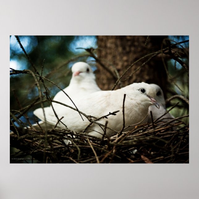 Poster Trois dans un arbre (Devant)
