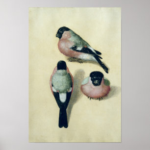 Poster Trois études d'un bullfinch