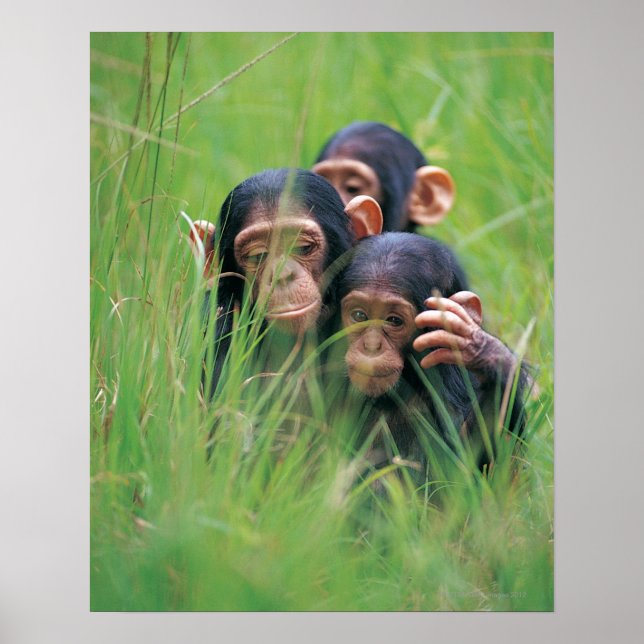 Poster Trois jeunes chimpanzés (Pan troglodytes) en (Devant)