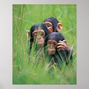 Poster Trois jeunes chimpanzés (troglodytes de casserole