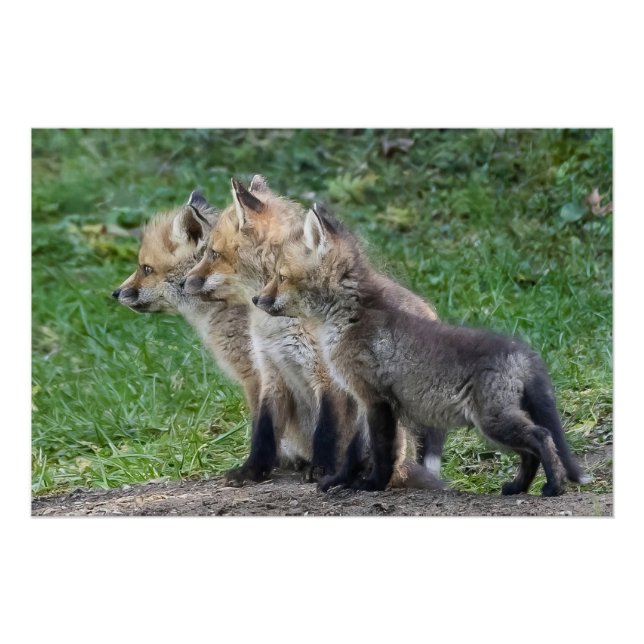 Poster Trois Kits Fox (Devant)