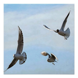 Poster Trois Mouettes À Tête Noire De L'Art Du Bosphore