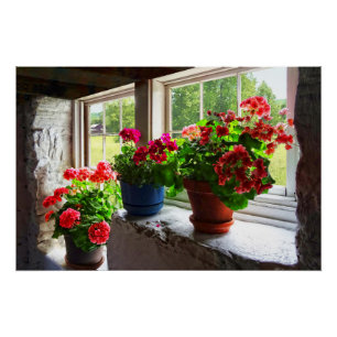 Poster Trois Pots de Geraniums sur Windowsill