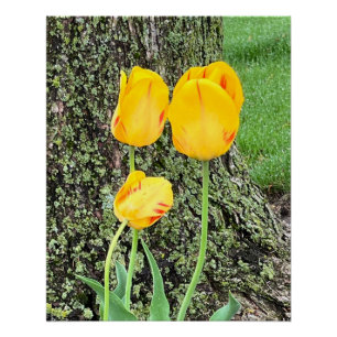 Poster Trois Tulipes Jaunes /