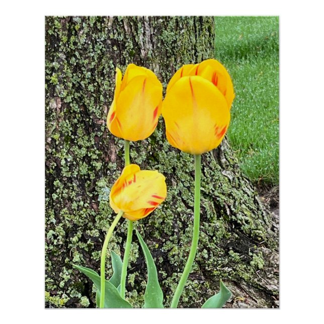 Poster Trois Tulipes Jaunes / (Devant)